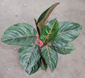 5" Aglaonema Rubi